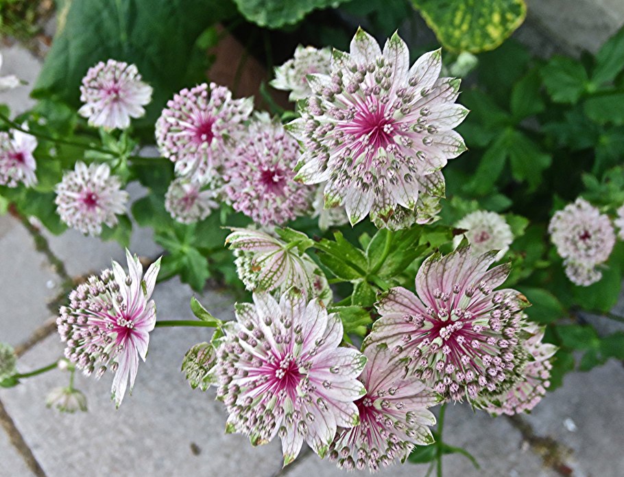 Астранция Major 'Alba'