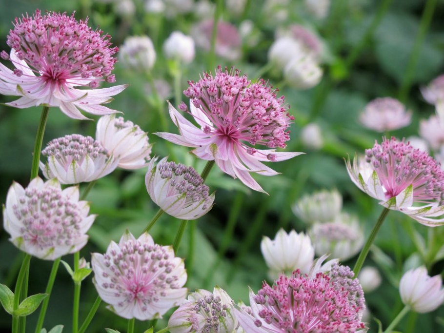 Астранция Альба