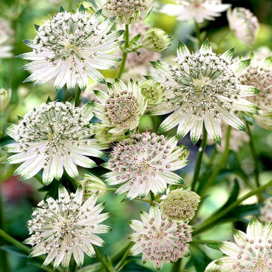 Астранция Альба