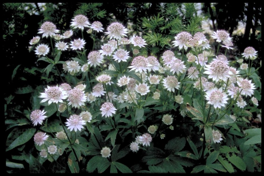 Astrantia Major 'Shaggy' .