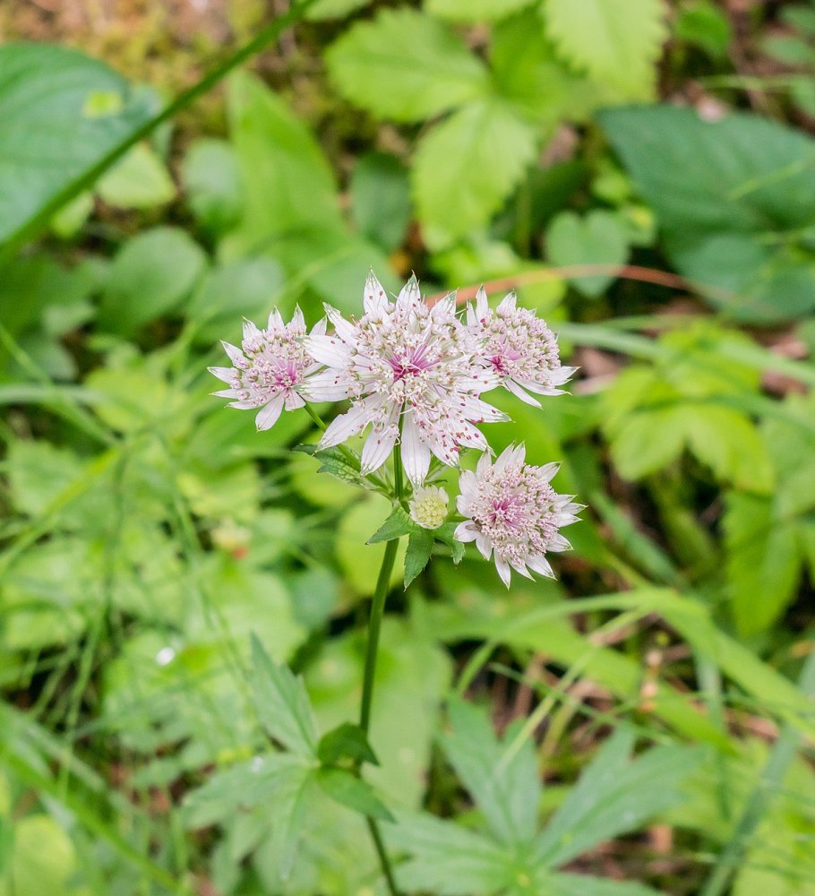 Пурпурная Астранция