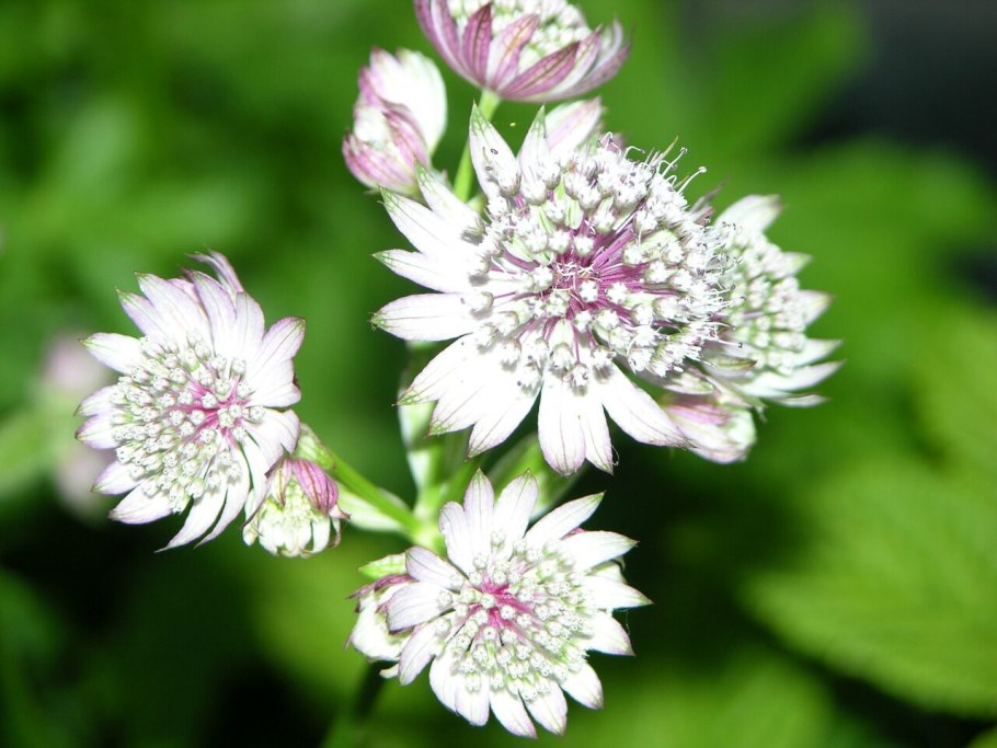 Астранция Розенсинфони