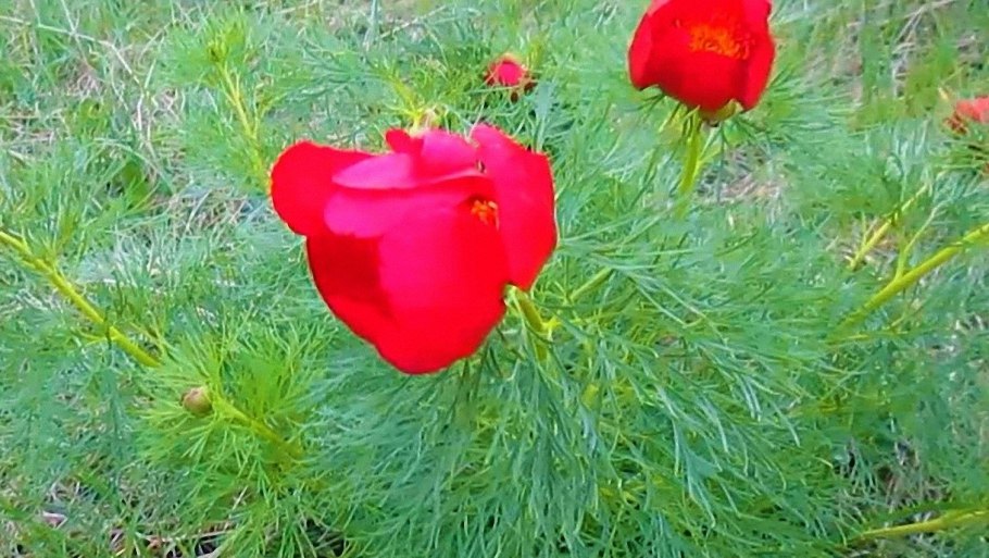 Пион тонколистный