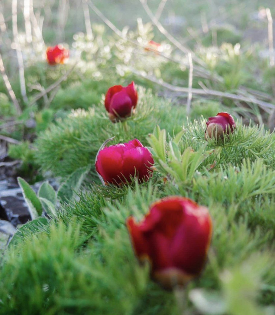 Пион узколистный красная книга