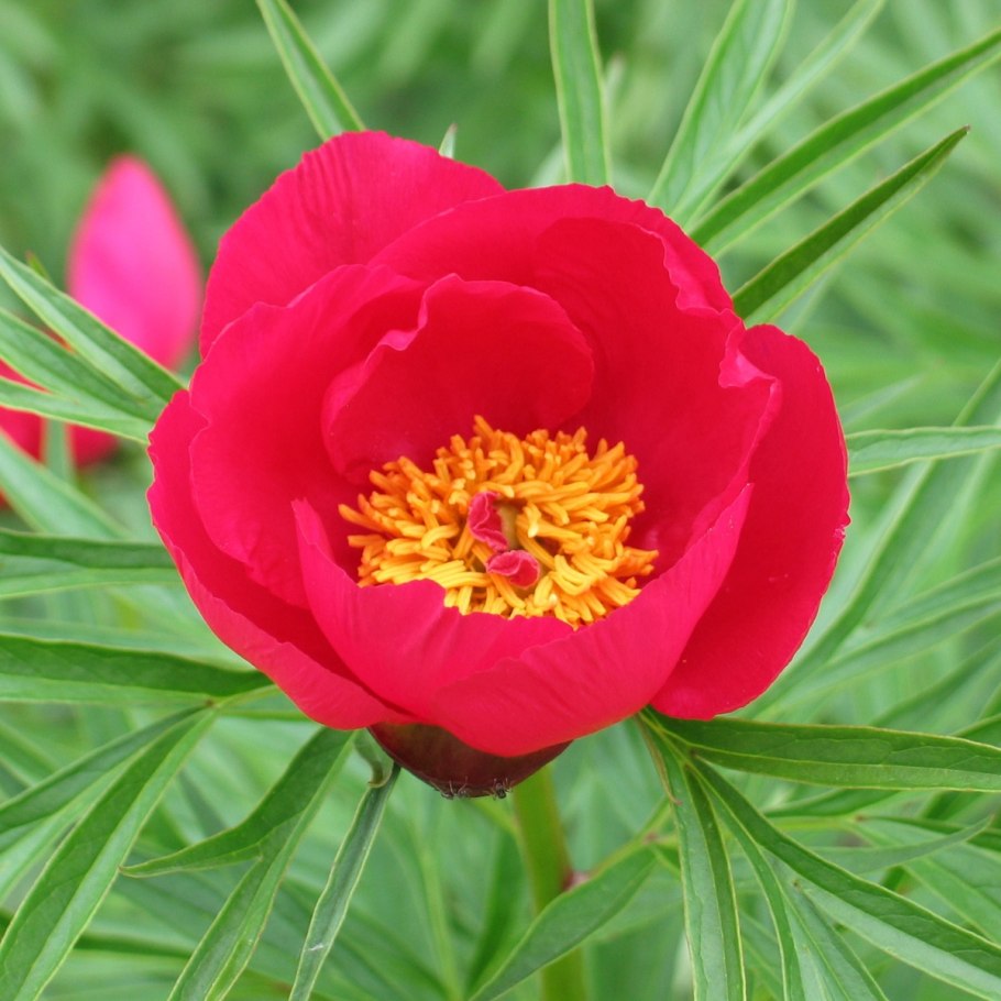 Тонколистный пион