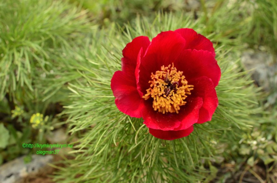 Пион узколистный Воронец