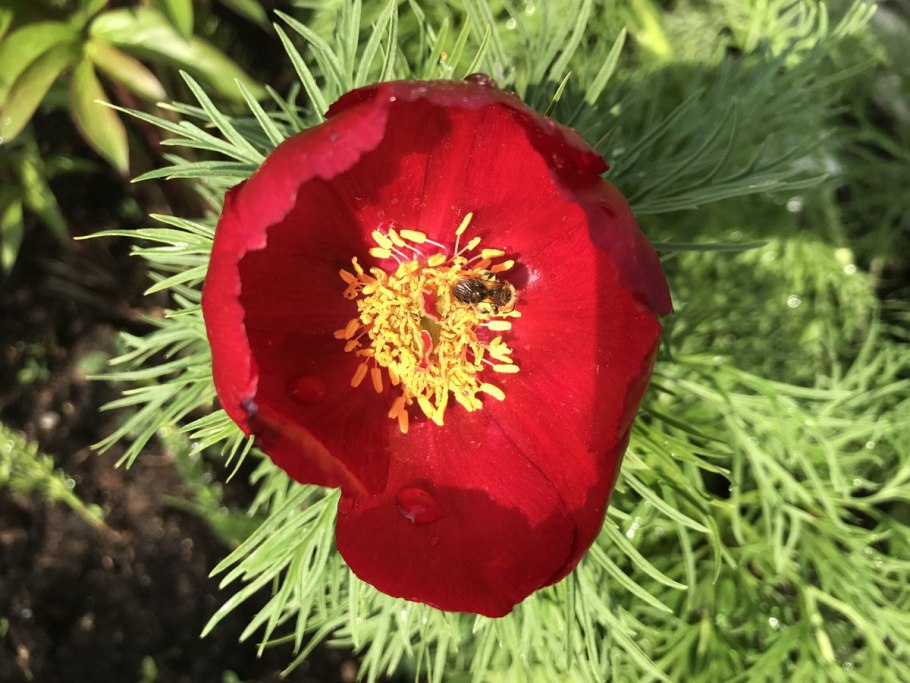 Пион тонколистный махровый