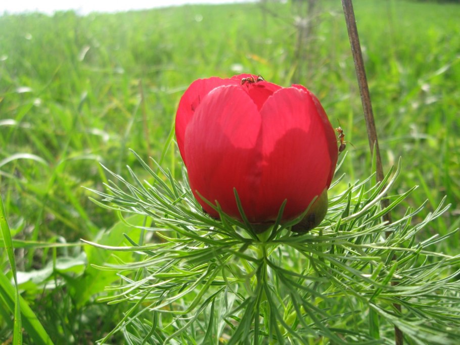 Лазорко дикий пион