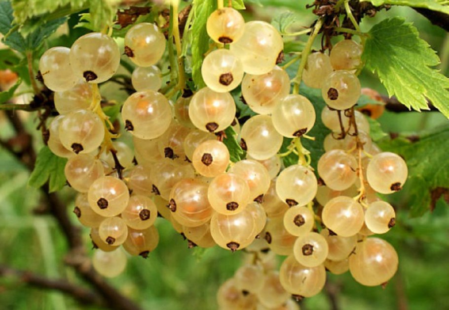 Смородина белая Версальская (с3) белая