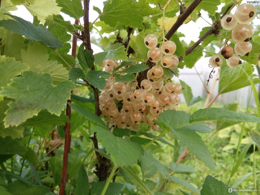 Смородина белая Версальская белая