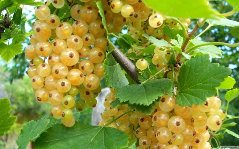 Смородина белая Жемчужина