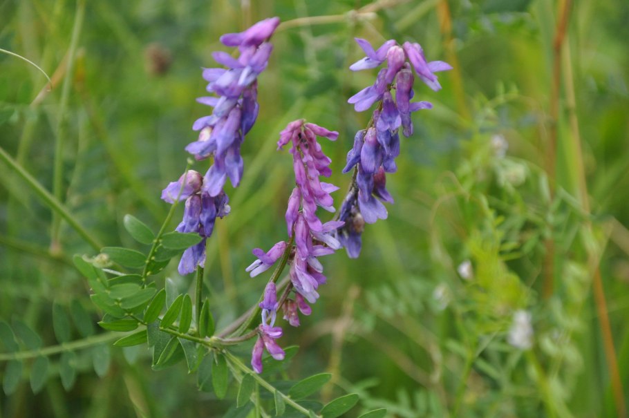 Вика посевная --- Vicia Sativa