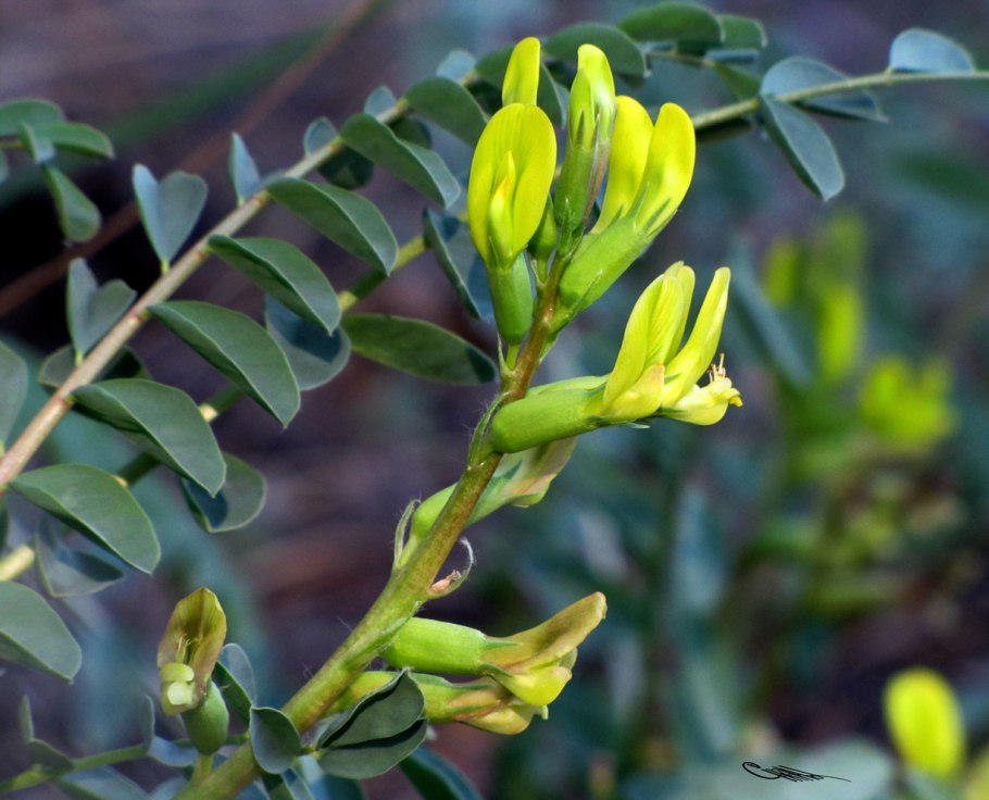 Стальник жёлтый