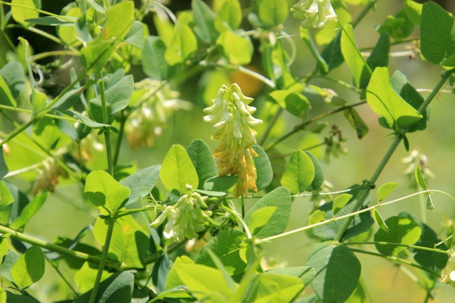 Люцерна синегибридная