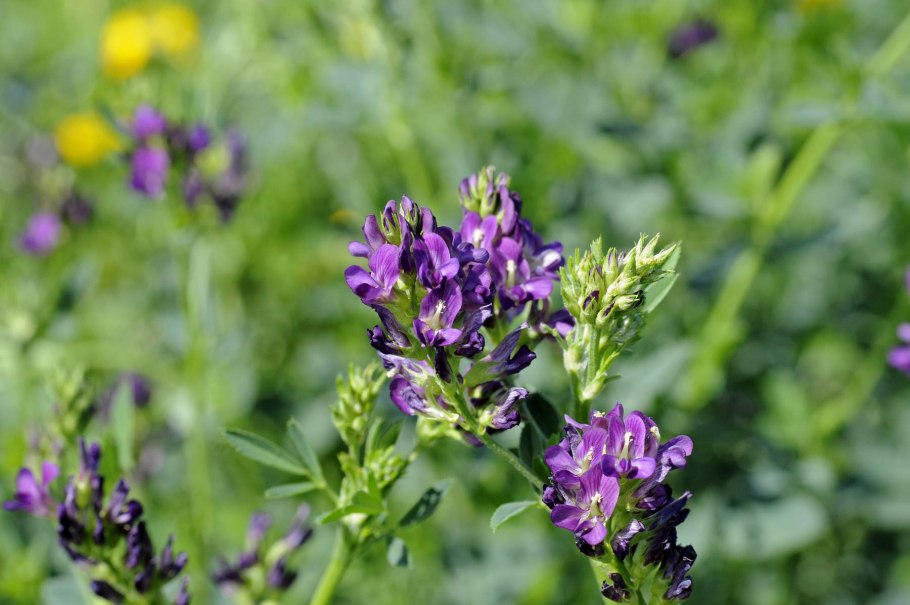 Вика волосистая горошек