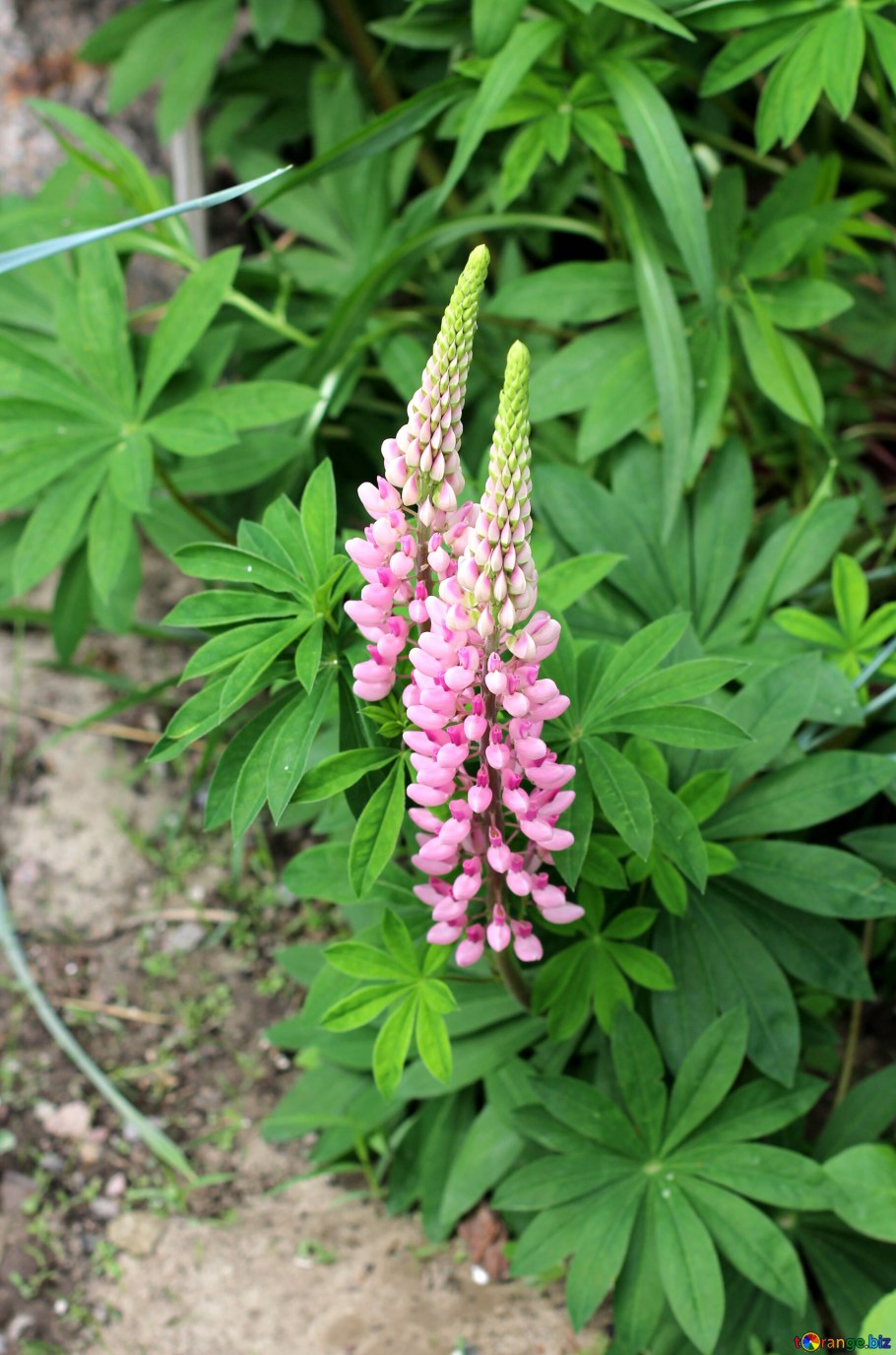 Люцерна бобовые