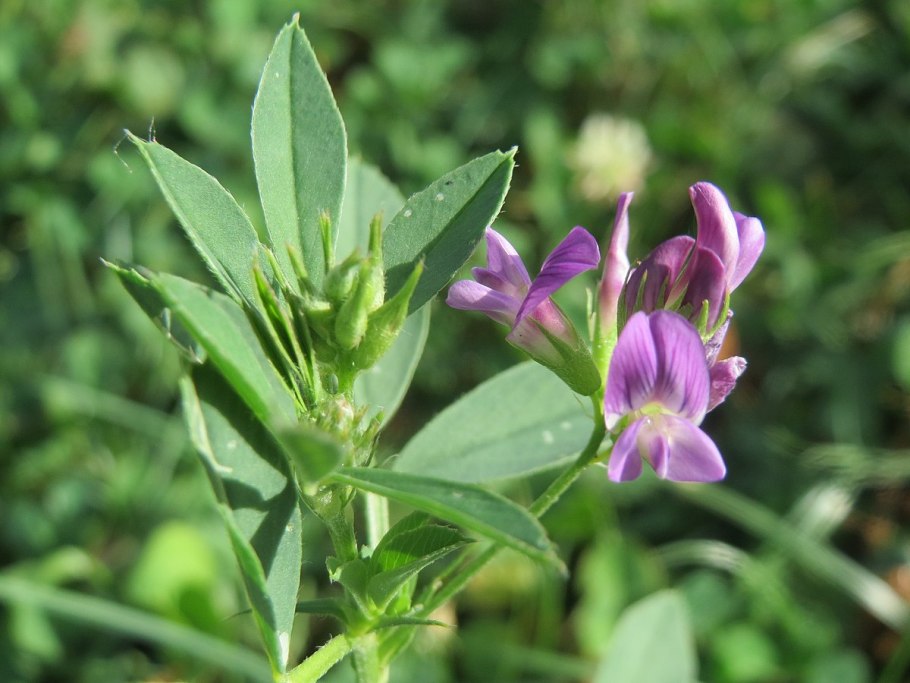 Чина (Lathyrus)