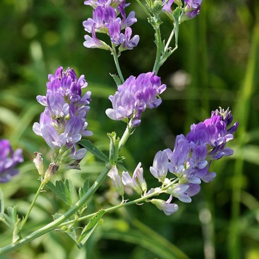 Бобы (Vicia Faba).