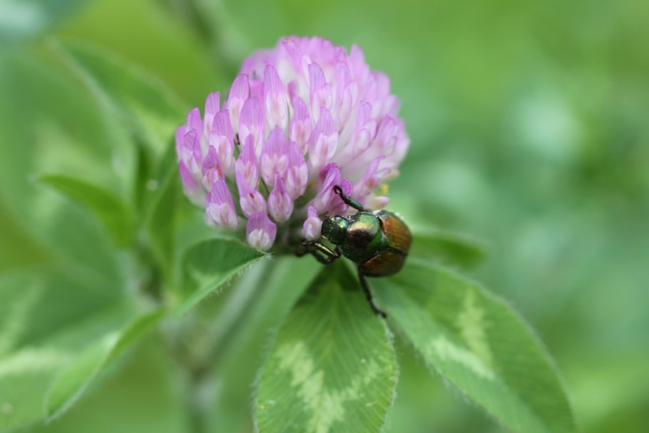 Бобовоцветные соцветие