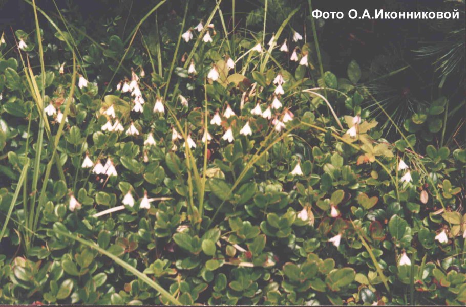 Линне́я Се́верная (Linnaéa Boreális)