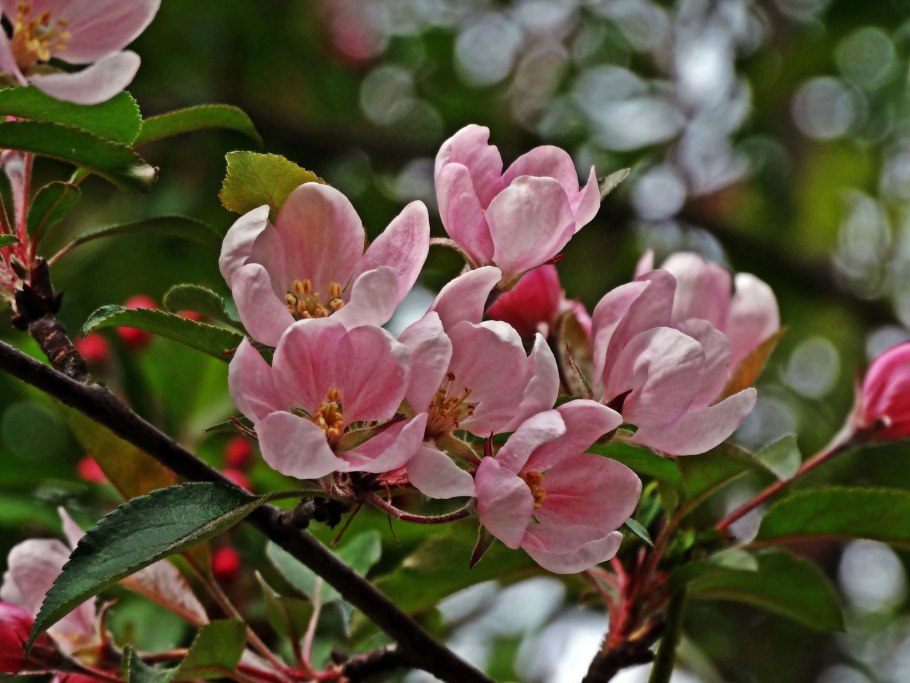 Prunus spinosa вишня
