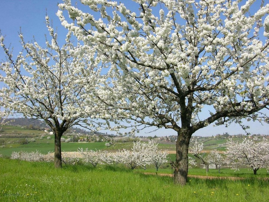 Prunus Cerasus дерево
