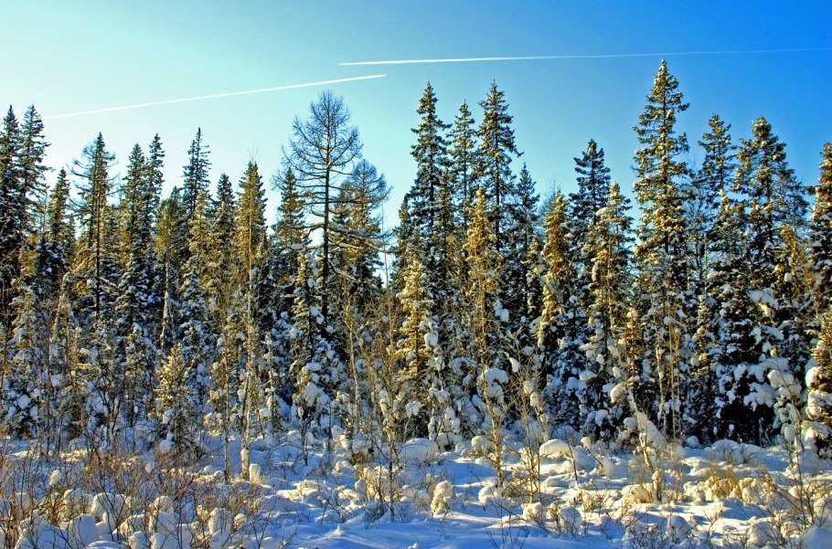 Флора тайги в Евразии