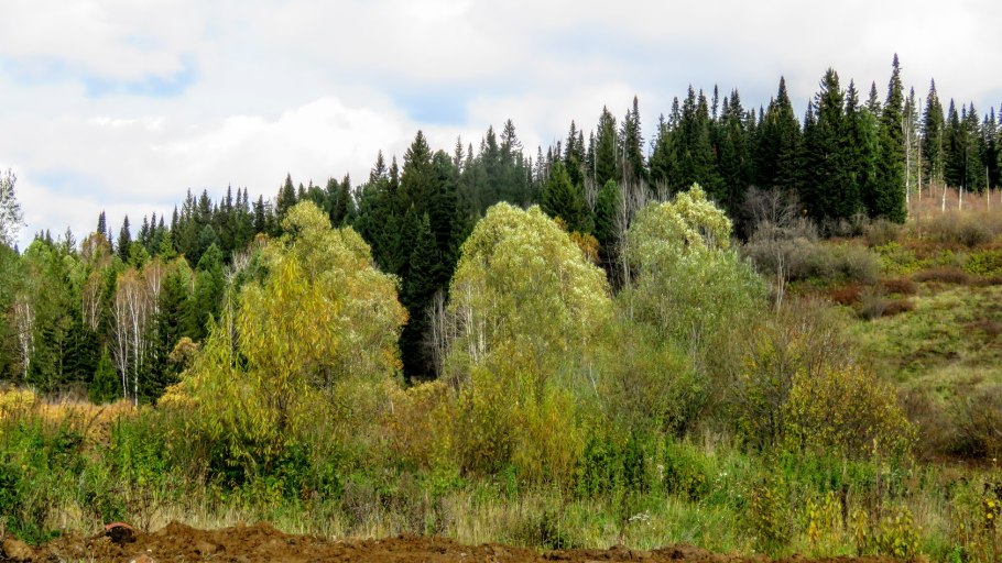 Тайга Кемерово