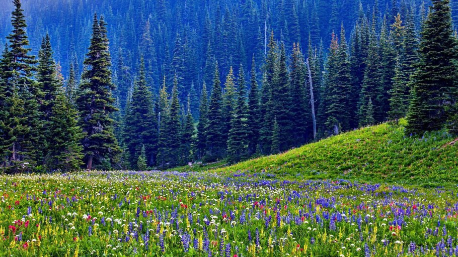 Тайга хвойные леса России