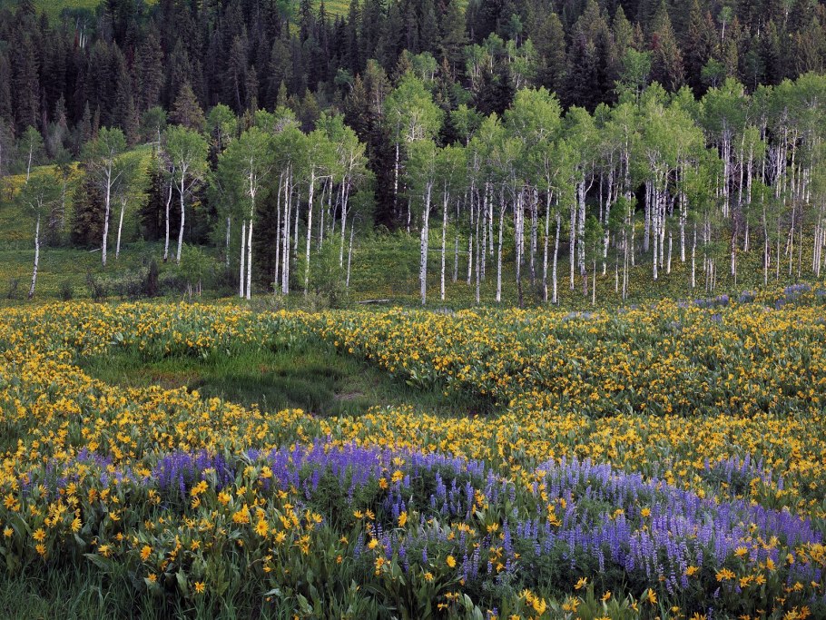 Хакасия Тайга Сибирь