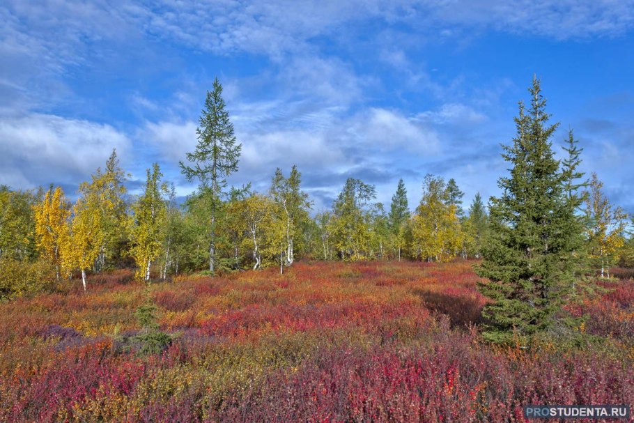 Природа Хакасии жарки