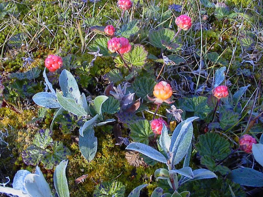 Растения Западной Сибири