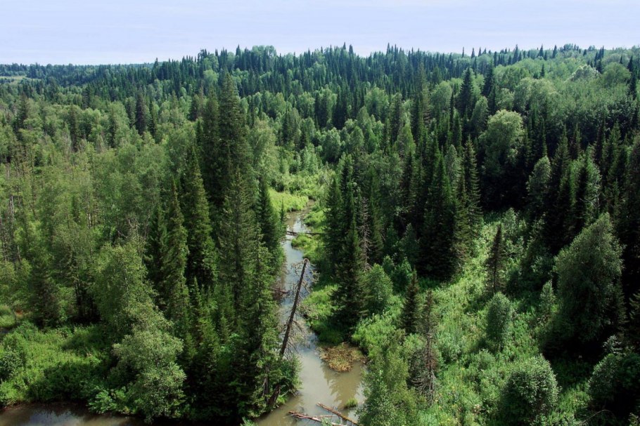 Салаирская Тайга