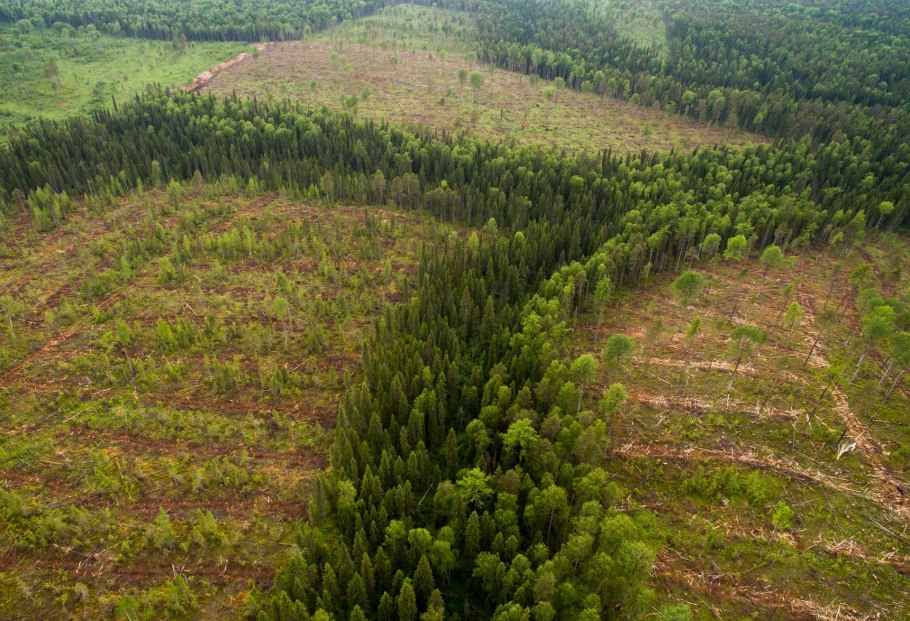 Тайга аэросъемка