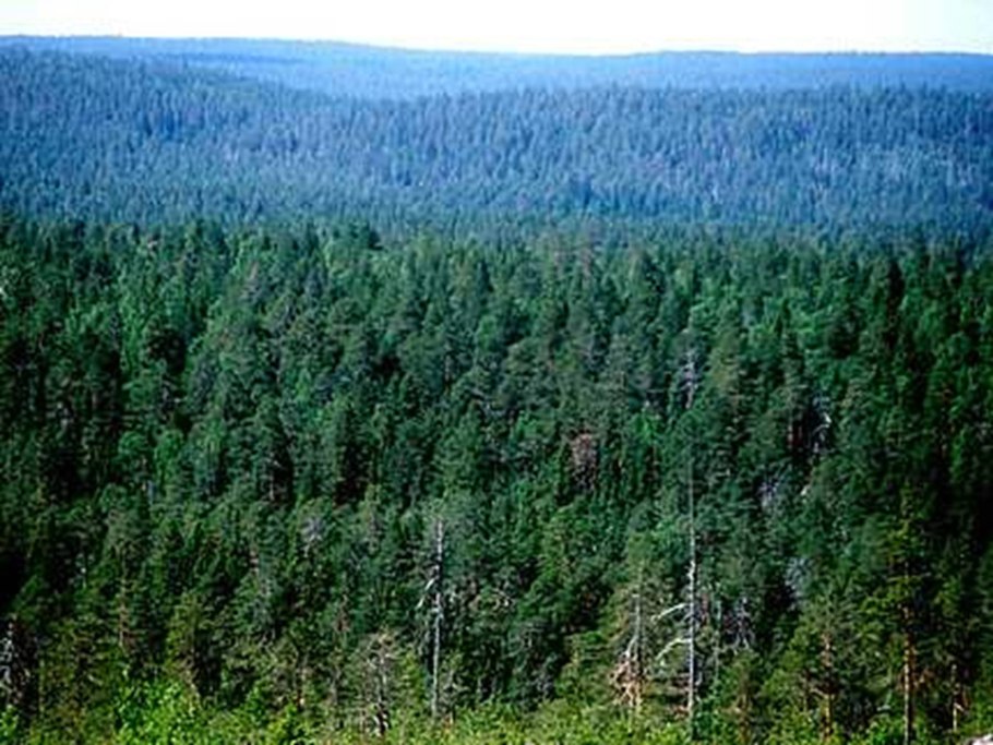 Смешанные и широколиственные леса Северной Америки