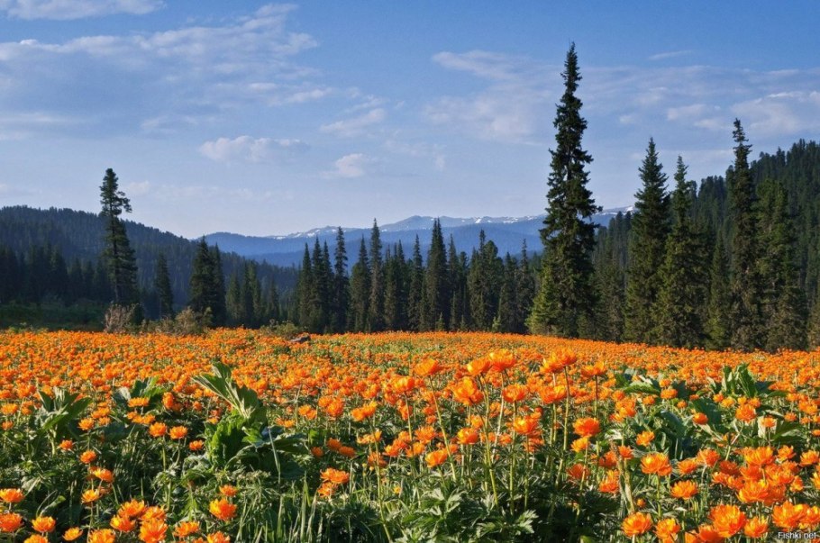 Купальница Ергаки