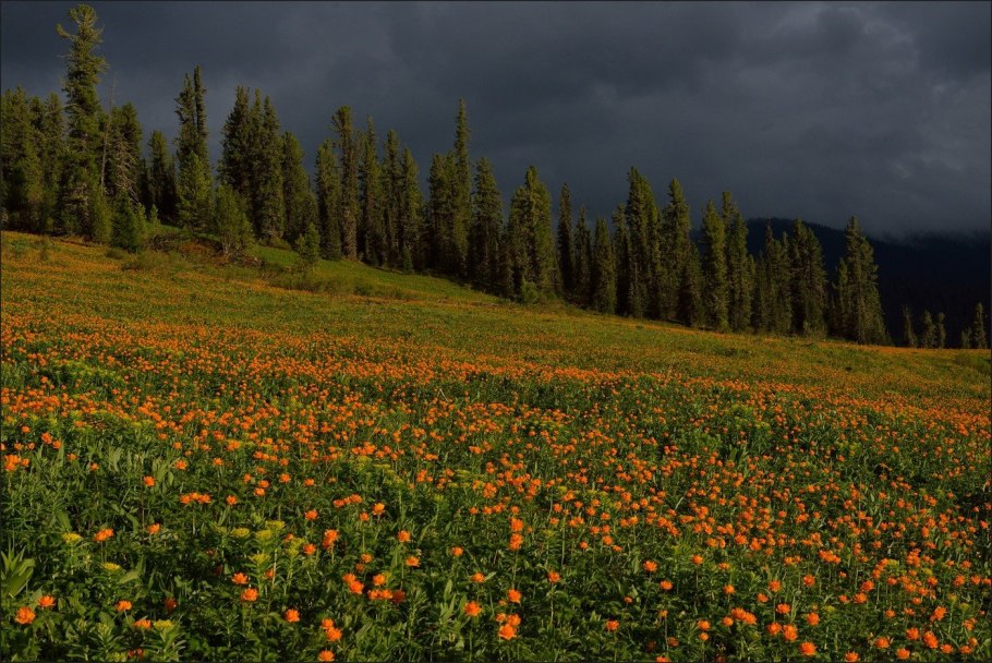 Луга Якутии