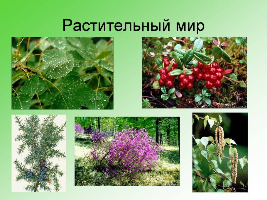 Восточно Сибирская Тайга растения