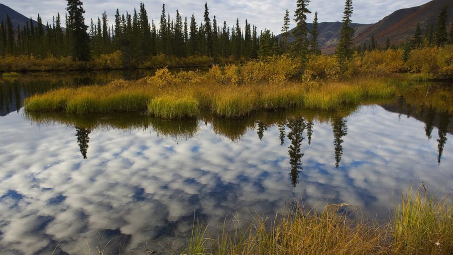 Заболоченная Тайга Сибири