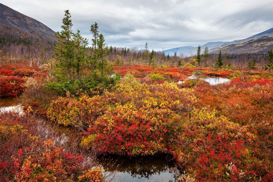 Эндемики Алтая растения