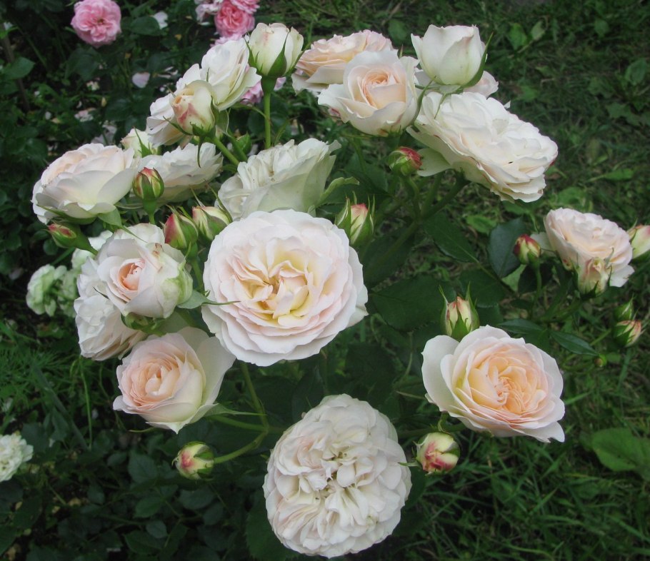 Роза флорибунда Пастелла