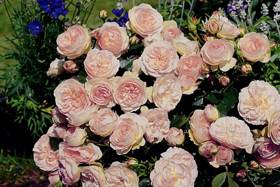 Роза Пастелла в саду