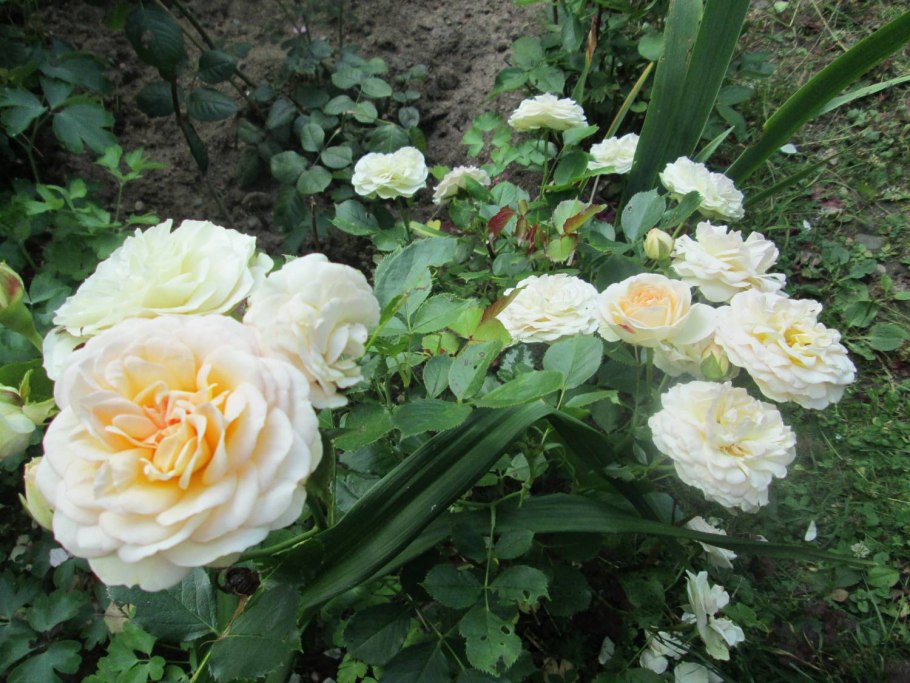 Роза Пастелла Тантау