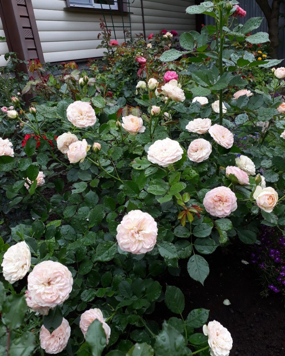 Флорибунда Пастелла pastella