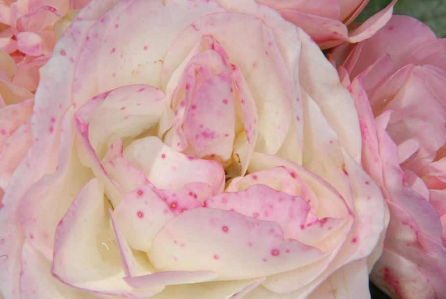 Маттиас Клаудиус роза