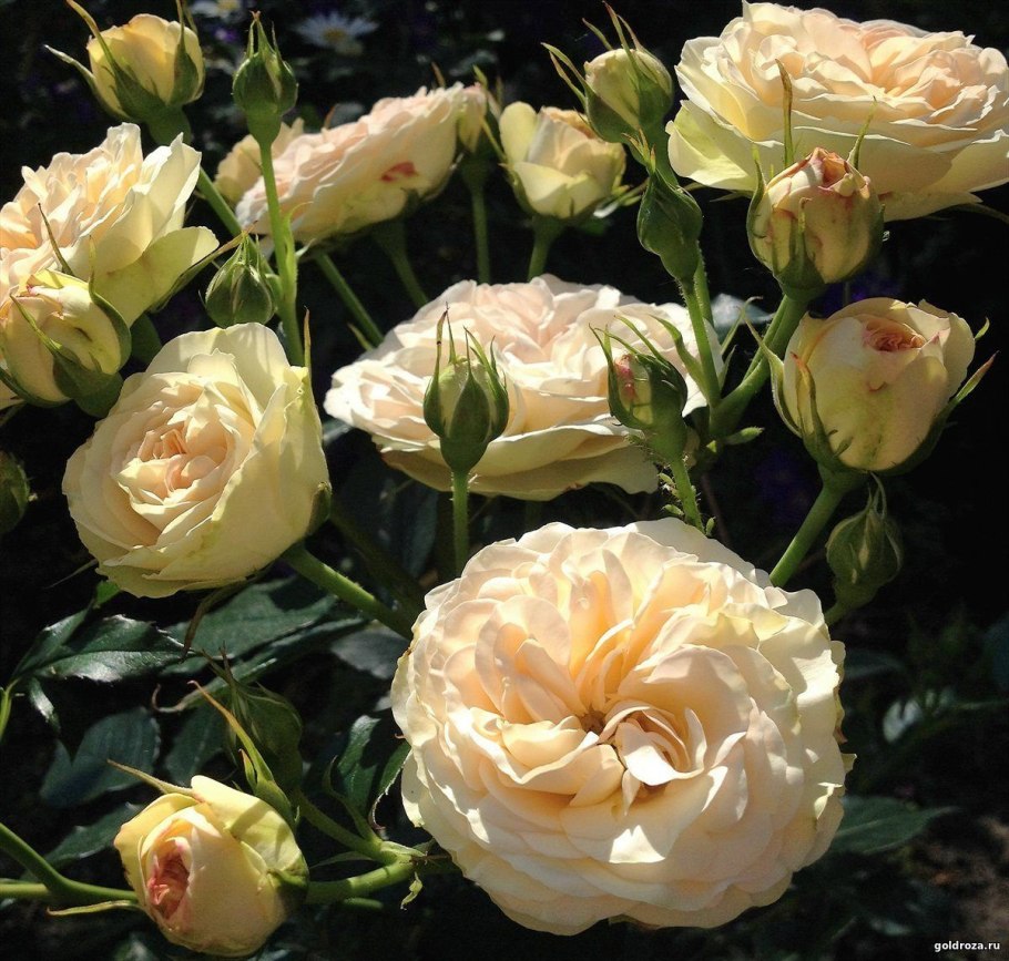 Роза флорибунда Пастелла