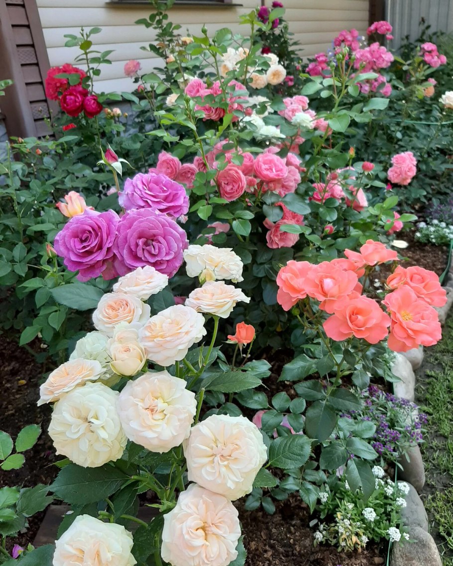 Роза Пастелла (pastella)