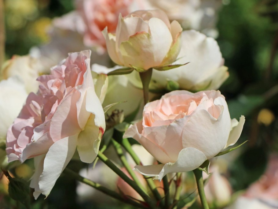 Роза флорибунда Эйри зефир