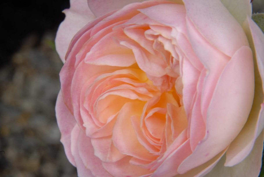 Михаил Розоцветов