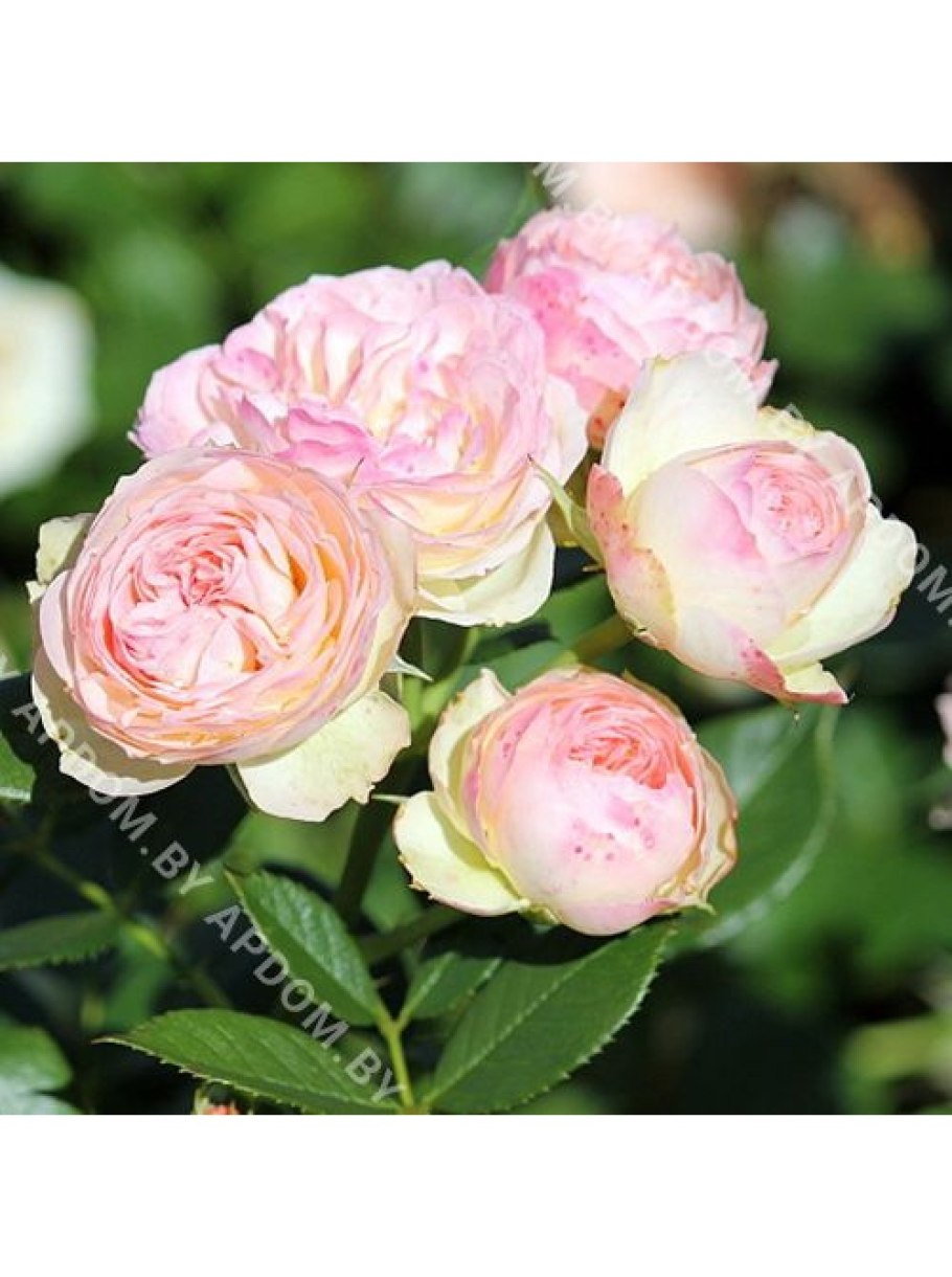 Роза Пастелла Тантау